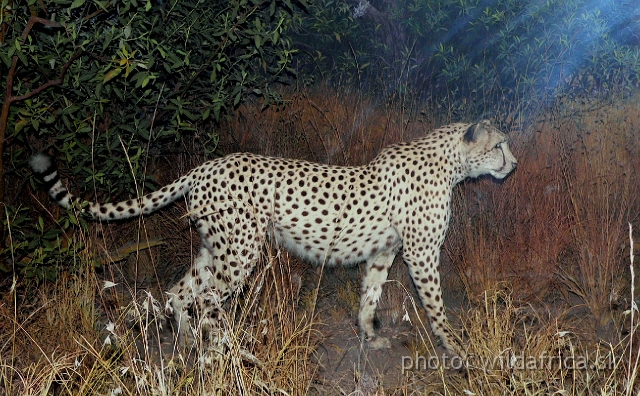 Picture 172.jpg - Cheetah.